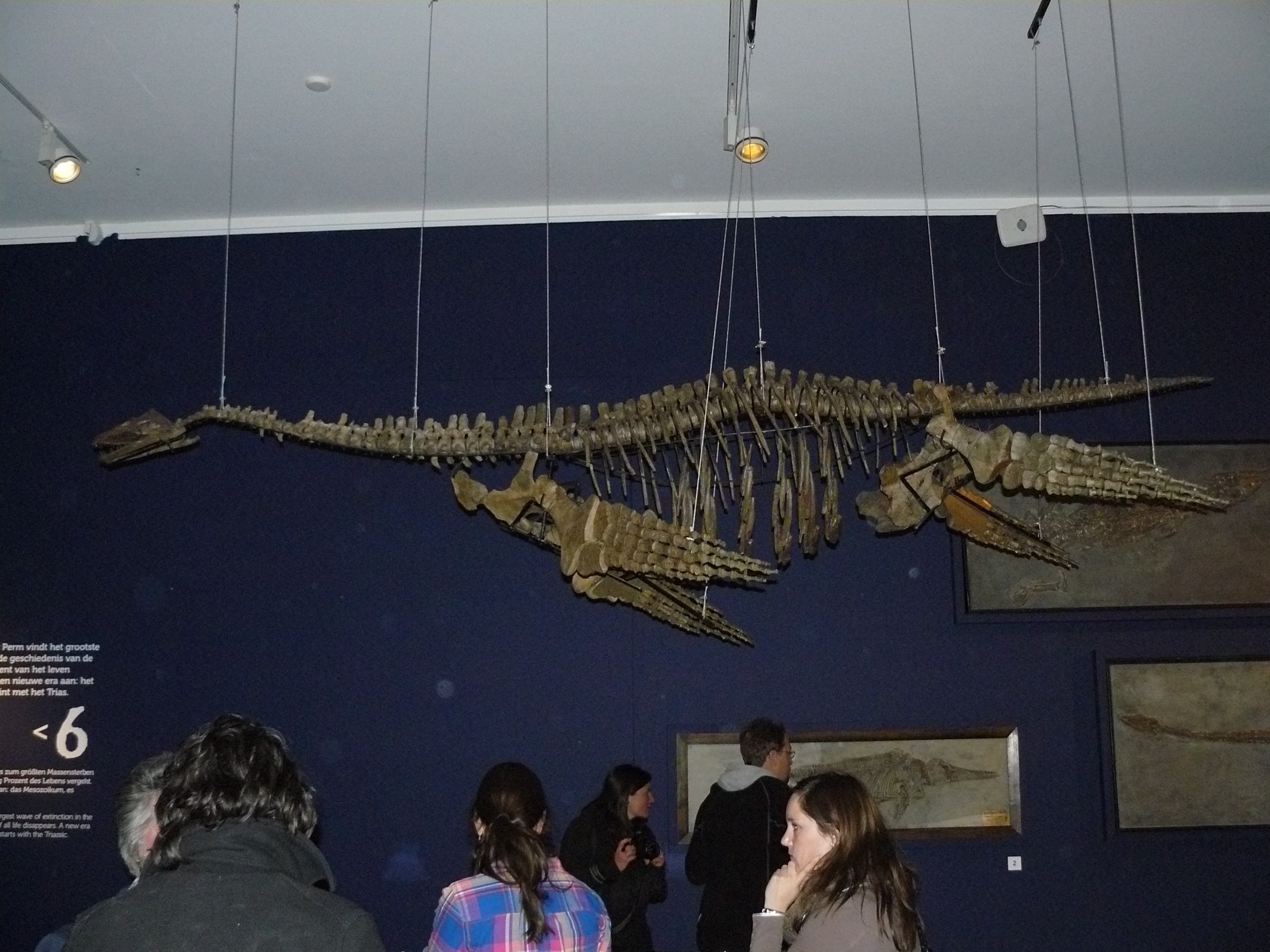 Fossielen & Dinosauriërs | Plesiosaurus | Twentsewelle
