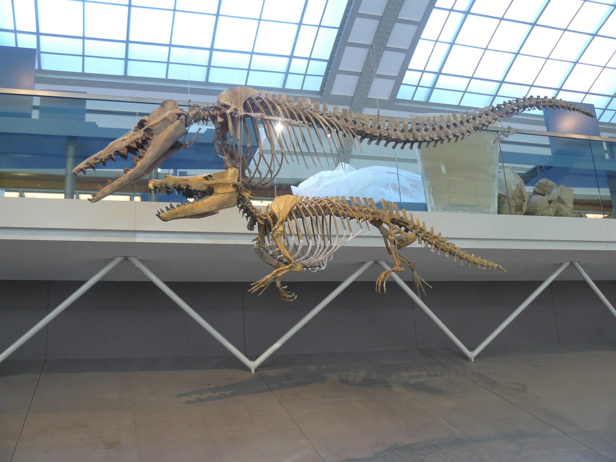 Skeletten | Maiacetus | Brussels Natuur Museum