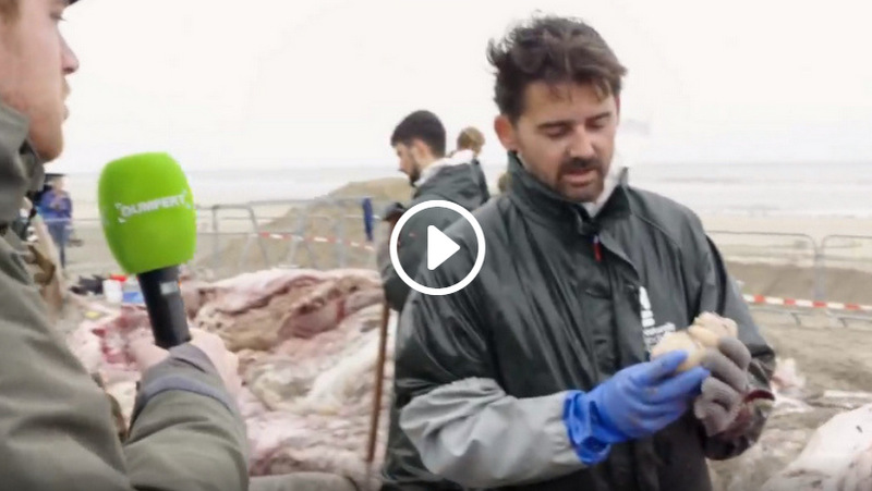 Aangespoelde walvissen snijden | Dumpert TV